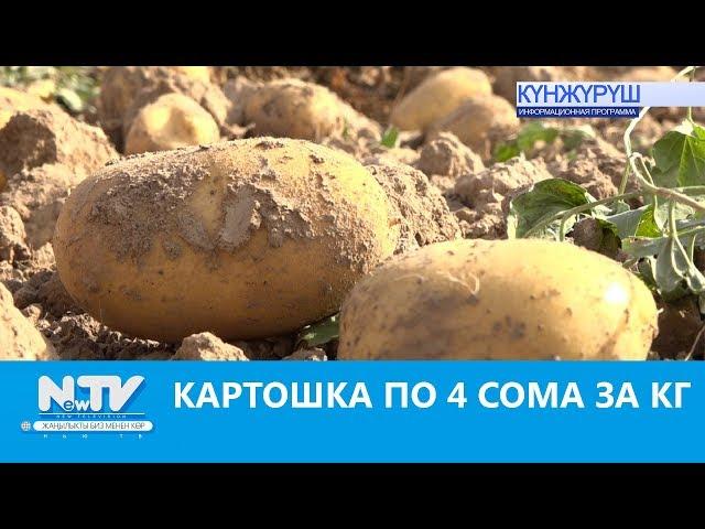 КАРТОШКА ПО 4 СОМА ЗА КГ. NewTV