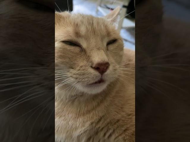 The Loudest Purring Cat In The World