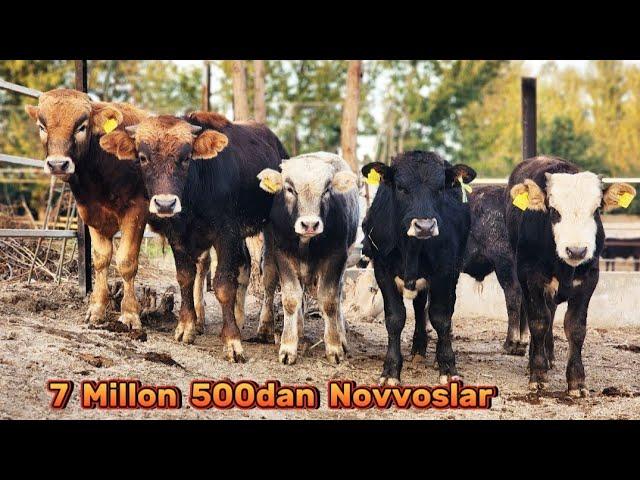 7 Millon 500dan Arzonchi Sardor Akadan Arzon Buqalar  18-Oktyabr, 2024