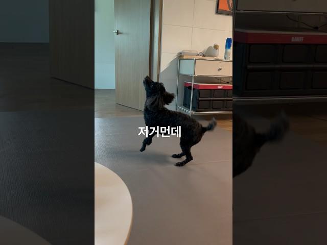 멈추라해따!! 마 !! 멈춰 ! (실링팬 처음본 강아지) 많이 거슬렸나 #dogpets