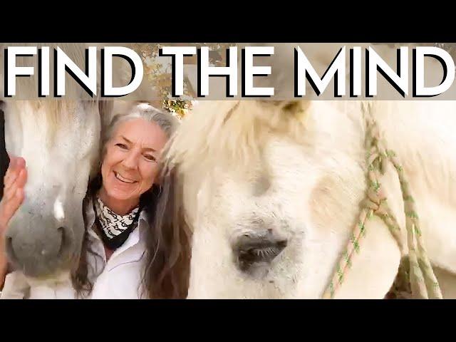 Where is your HORSES MIND? | Quick tips  to Skilful Horsemanship