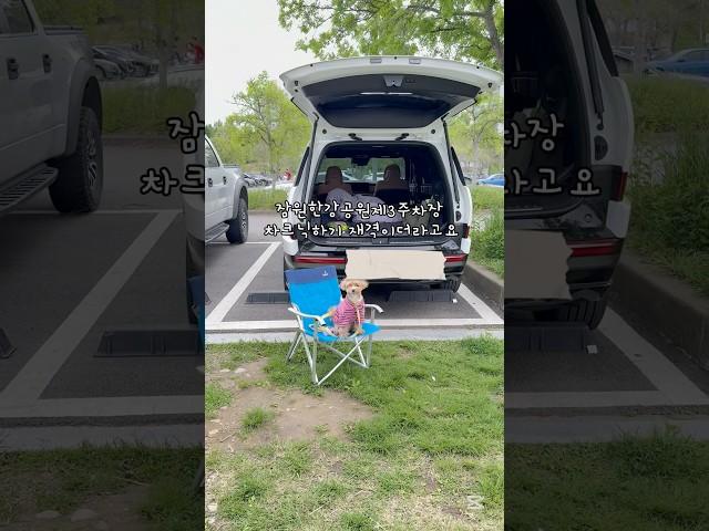 강아지와 한강공원 차크닉 #강아지 #잠원한강공원#싼타페mx5