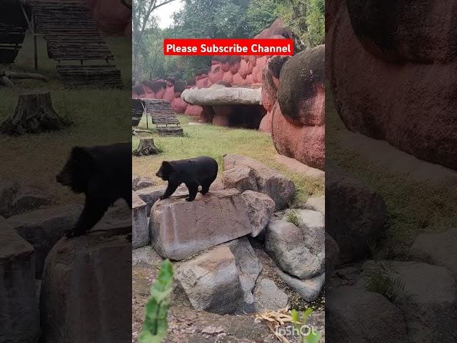 Bear !! Please subscribe channel #bear #zoo #bearfacts #amazingfacts #animals #trending #information