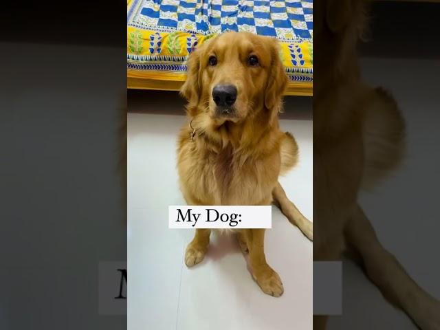 They want to follow you everywhere ️ #shorts #dogs #puppylove