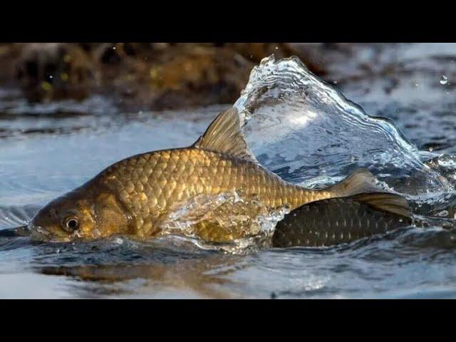 Fishing/Рыбалка/Рыбучий Случай/Природа