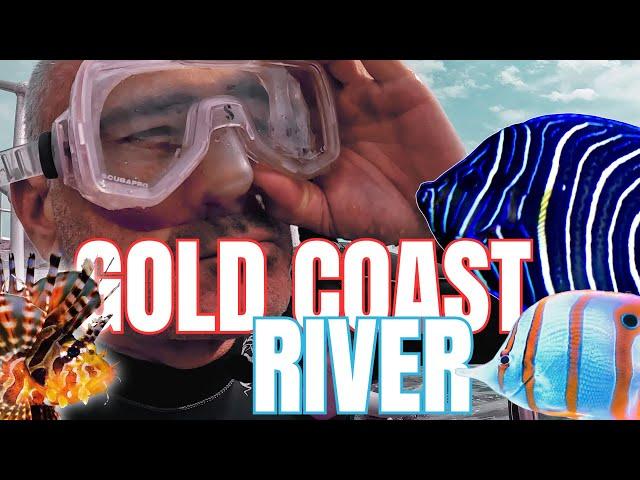 Snorkelling an AUSTRALIAN RIVER for Saltwater Aquarium Fish