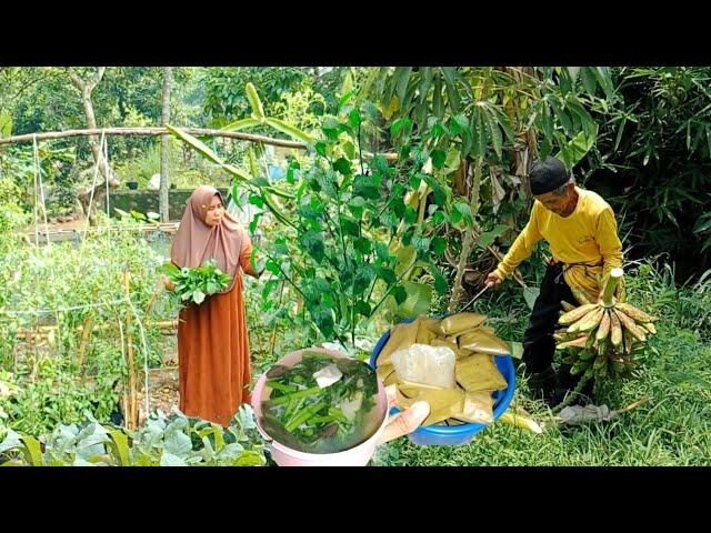 Hidup di Kampung | Panen Pisang ,Masak Sayur Daun Lumay, Makan Bareng Suami