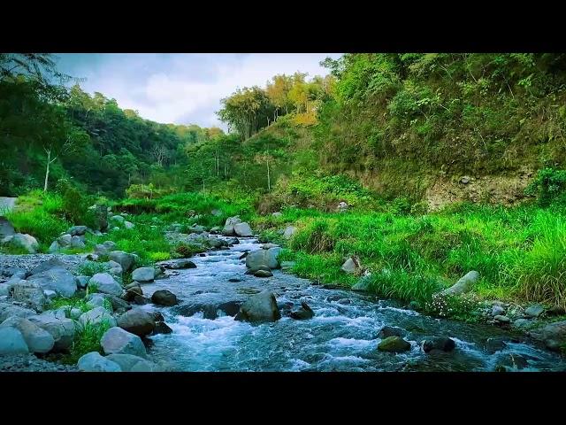 Flowing Water Sounds of a Gentle River | Nature Ambience for Relaxation