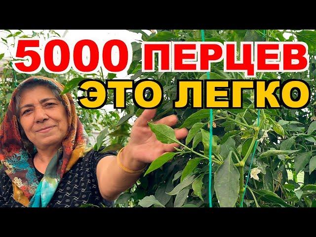 Это невероятно! Турецкие пенсионеры выращивают 5000 кустов перцев️