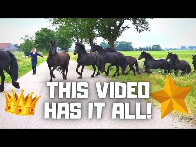 This video has it all! | Friesian Horses