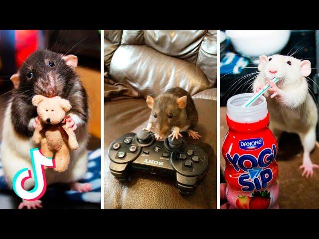 Tik Tok Funny Rats Compilation | Trained Rats Playing | Cute Rats | Rats Stealing Food 