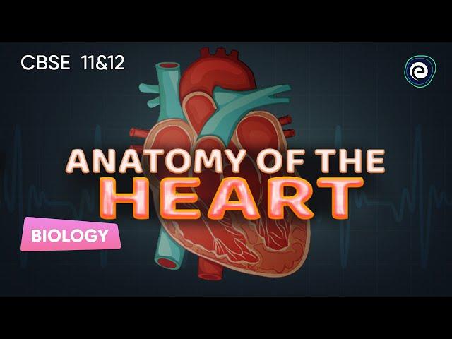 Anatomy of the Heart I Biology | CBSE Class 12 | Embibe: Achieve CBSE Class 11&12