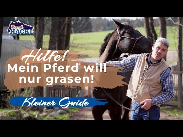 Pferdeerziehung: Am Grasen hindern | Bernd Hackl Horsemanship