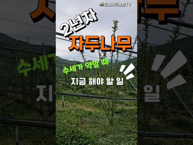 텃밭 자두나무 2년차~~ 수세가 약할 때 급 처방~!!  원인을 찾아 수세 회복 시킵니다 #자두나무 #자두 #자두나무키우기
