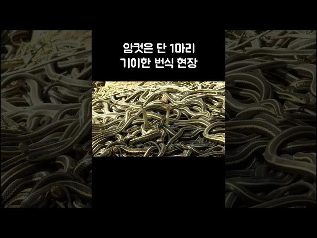 암컷 한 마리를 만나기 위해 몰려든 수컷들 #골라듄다큐 # shorts