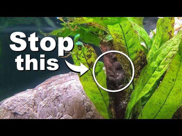 STOP Killing Your Aquarium Plants | 10 Easy Mistakes to Avoid