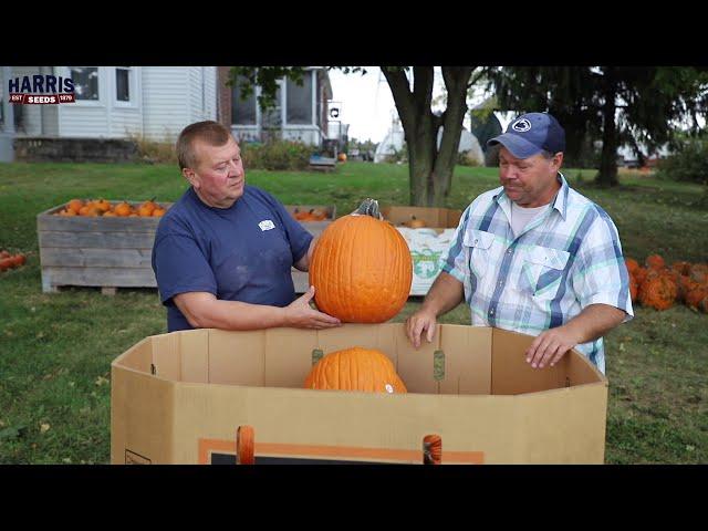 Pumpkin Big Doris F1 available at Harris Seeds