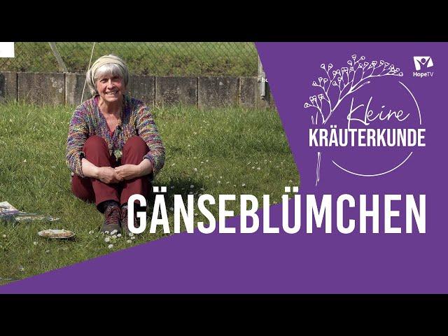 Gänseblümchen | Kleine Kräuterkunde mit Ruth Pfennighaus