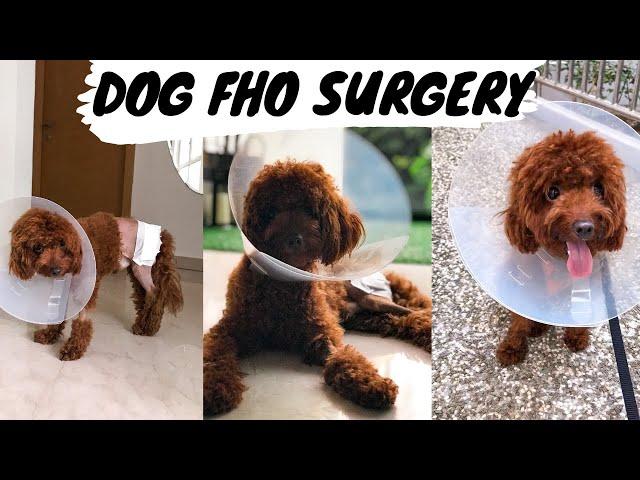 Puppy’s FHO Surgery & Recovery (First 2 Weeks) | Femular Head Ostectomy