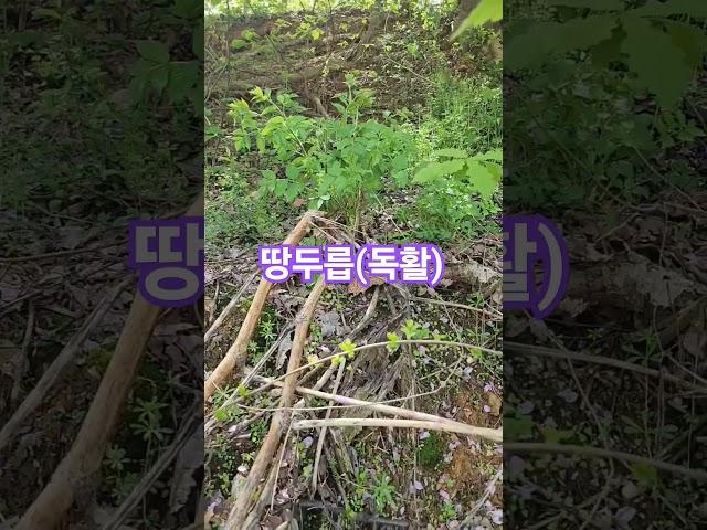 배짱좋은 사람들만 먹을수 있는 이 나물과 먓있는 땅두릅