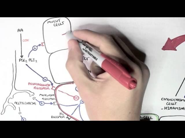 Gastric Acid Physiology (Secretion, Ulcers, Acid Reflux and Treatment)