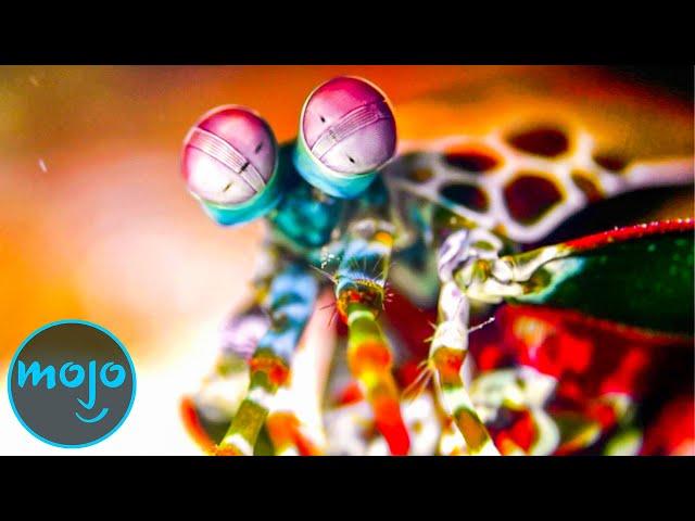 Top 10 Strangest Animals on Earth