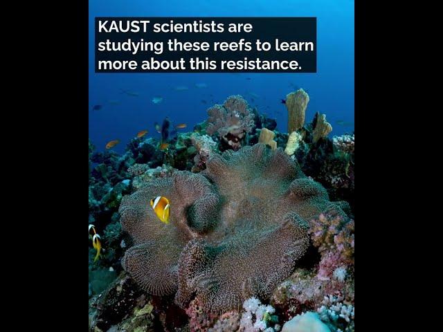 Northern Red Sea reefs resist bleaching in warming seas
