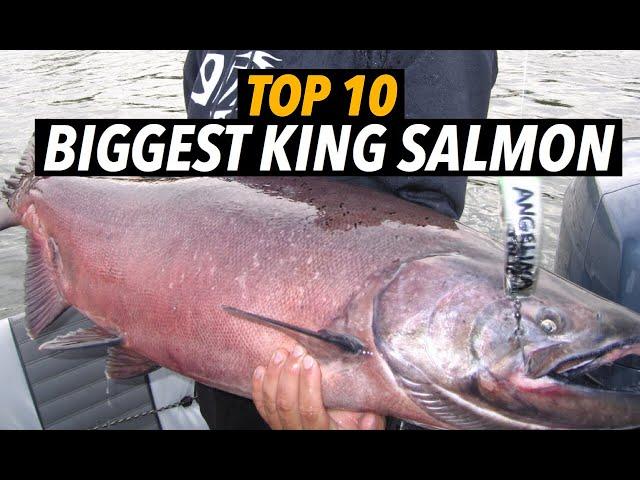 Top 10 Biggest King Salmon (That Will Blow Your Mind!)