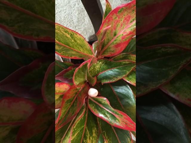 Top 5 defferent veriety of aglaonema#youtube#gardeningidea #shortsvideo