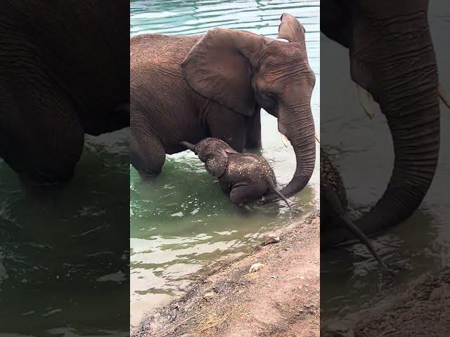 Jabari the Baby Elephant's First Swim