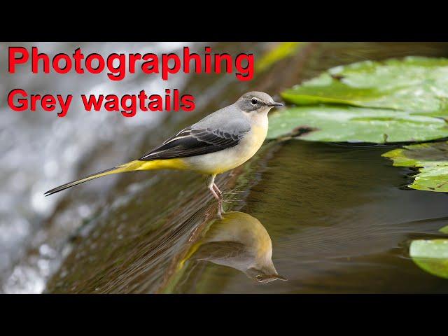 Grey wagtails with the OM-1 Mk2 and 150-400mm lens. I also try the Atmos Ninga 5 to record footage.