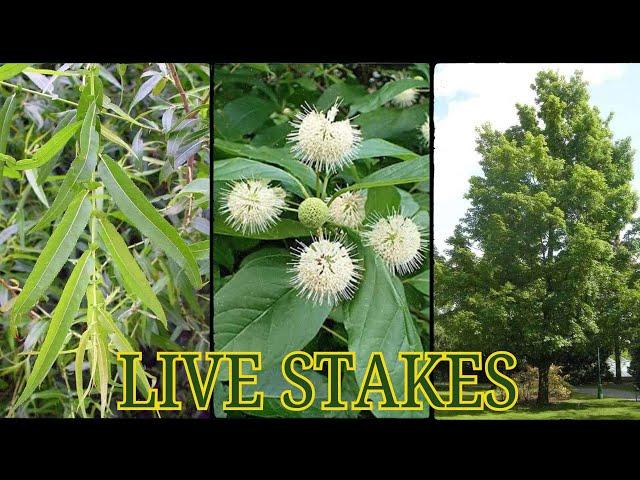 Live Stakes - TN Nursery