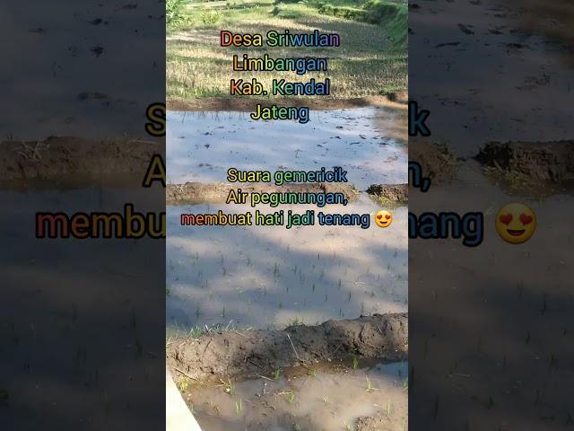 Wowww..Indahnya Desa Sriwulan, kec. Limbangan, Kab.Kendal, Jateng