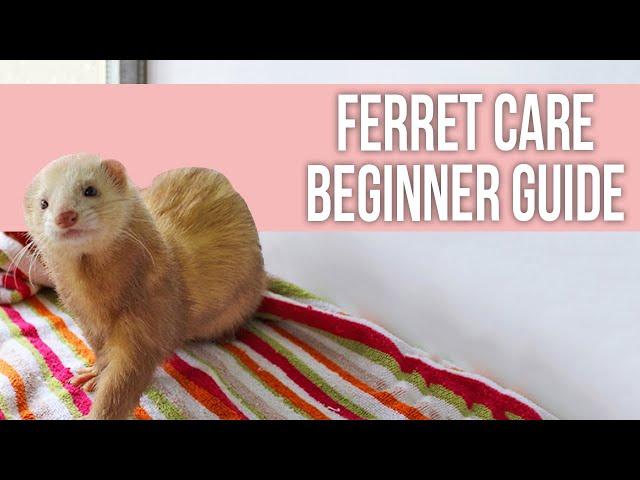 Ferret Care: How to Take Care of Your Ferret (Beginner Guide)