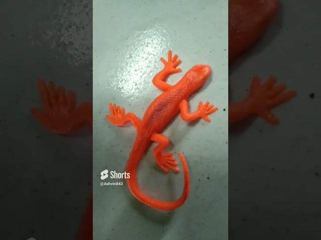 chhipkali girgit video #chhipkali #lizard