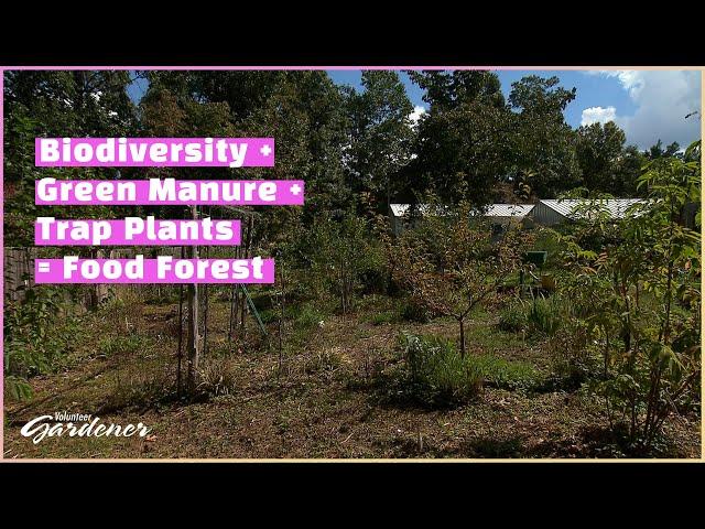 Food Forest-permaculture methods | Volunteer Gardener