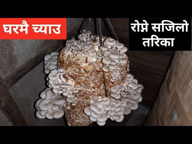 Mushroom Farming in Home | MUSHROOM || Nepal