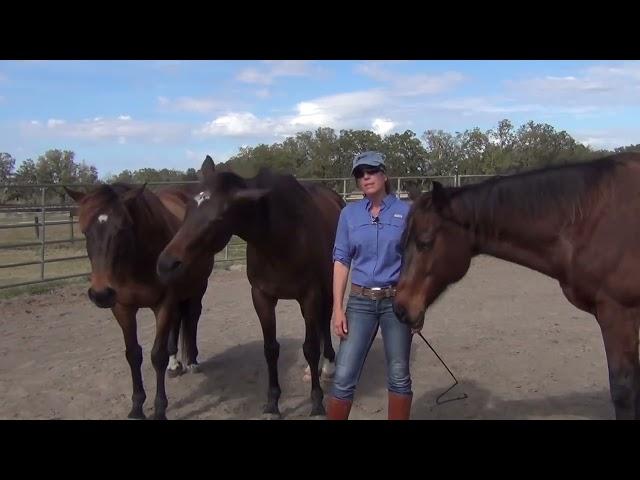 OTTB Retraining Course  -Total Transformation in 90 Days!