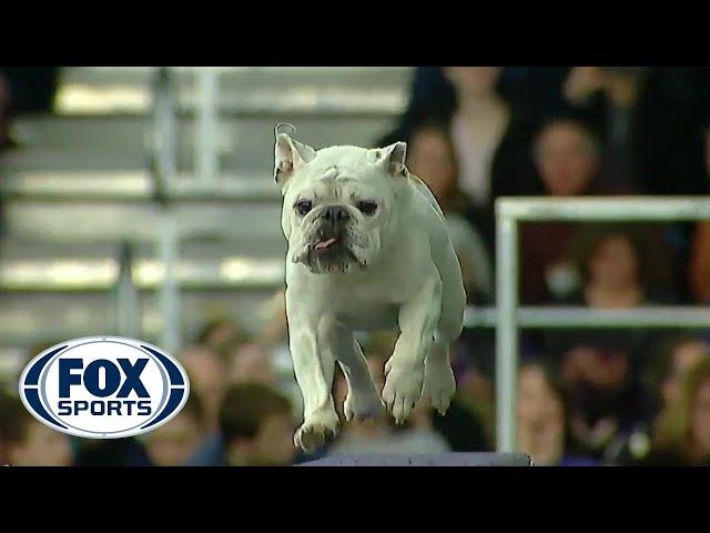 Watch Rudy the Bulldog crush the 2019 WKC Masters Agility course | FOX SPORTS