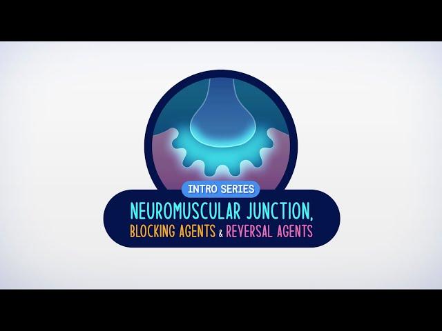 The Neuromuscular Junction