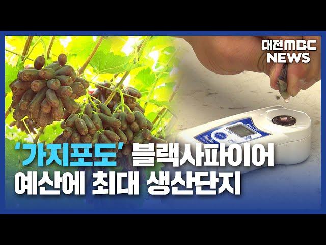 예산 사과 대체 블랙 사파이어 첫 출하/대전MBC