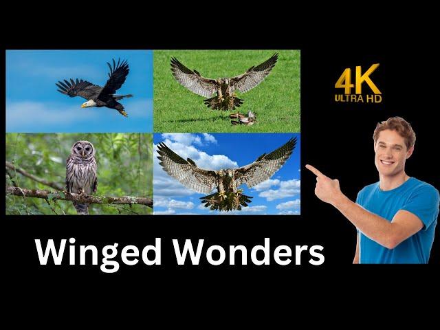 Winged Wonders: A Skyward Journey #animalfacts