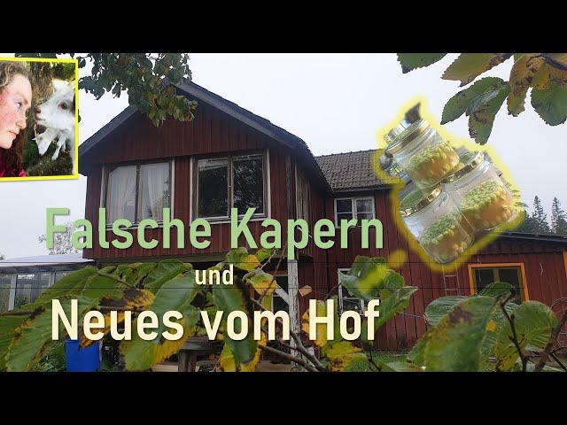 Falsche Kapern und Neues vom Hof