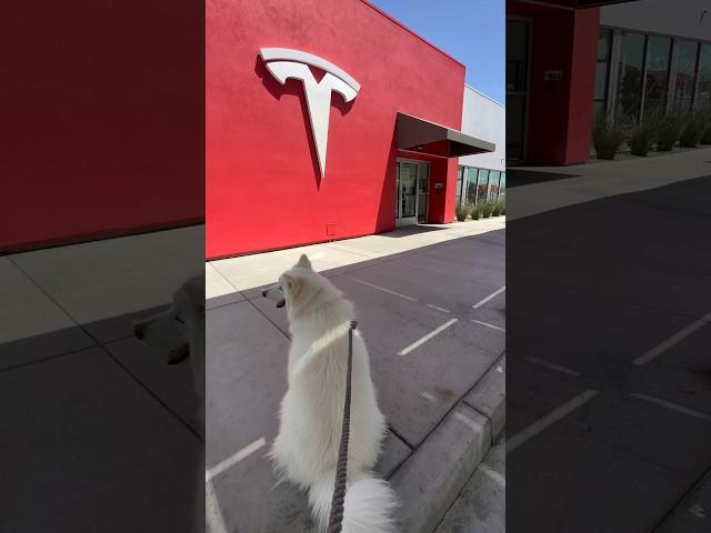 Tesla Supercharger lounge in Kettleman City, CA #MomoBear