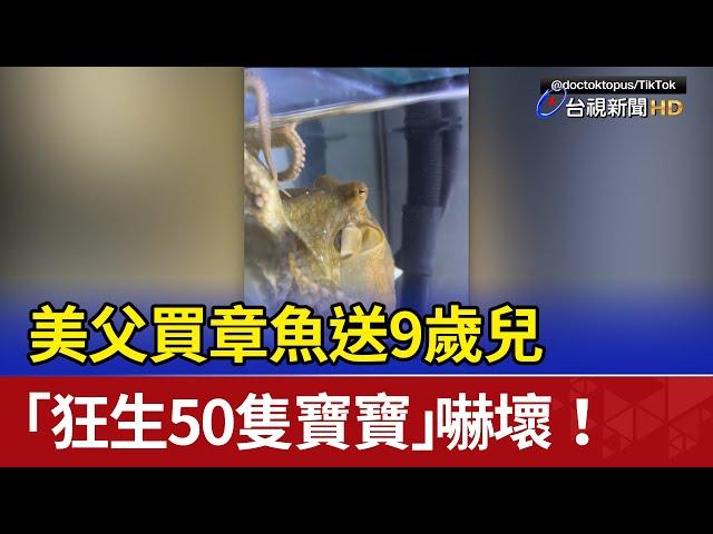 美父買章魚送9歲兒 「狂生50隻寶寶」嚇壞！