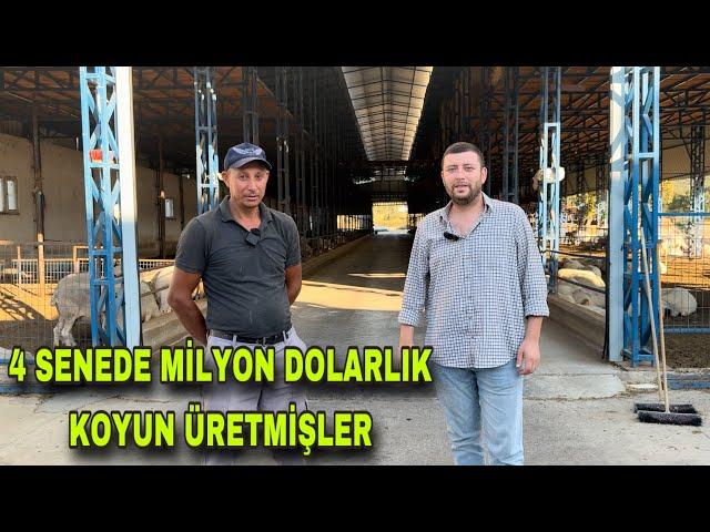 100 KOYUNDAN 4 SENEDE 1000 KOYUNA MİLYON DOLARLIK ASAF VE LAGUN KOYUN ÇİFTLİĞİ