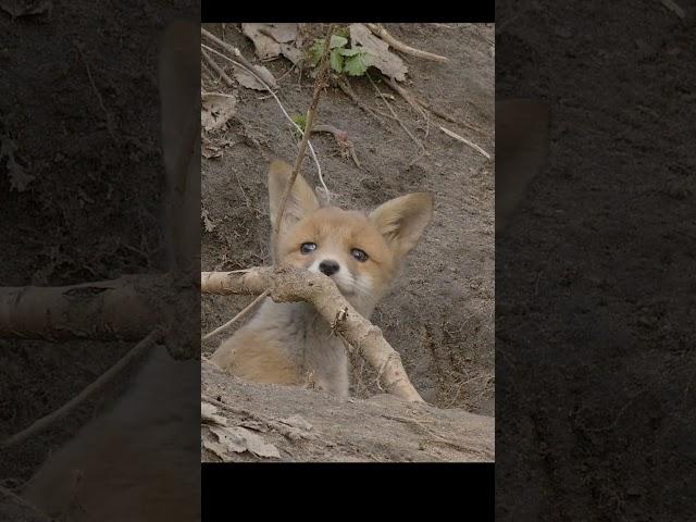 Лисёнок выглядывает из норы. A little fox looks out of a hole. #wildlife #nature #shots