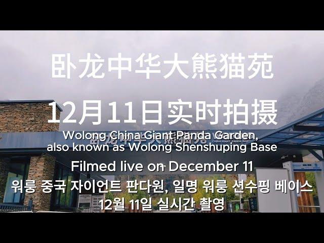 12/11 Video Update From Shenshuping Base #panda #update #video #pandalife #pandalover #shenshuping