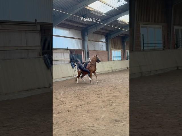 Trainingsupdate mit Sturz  / #askino #horse #equestrian #beritt #pferde #ytshort #korrekturberitt