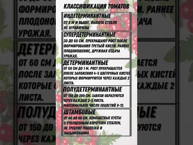 Томаты/ Какого роста деты, индеты/ Шпаргалка